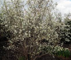 Attēlu rezultāti vaicājumam “Amelanchier spicata flower”