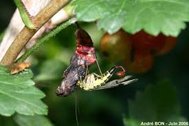 Attēlu rezultāti vaicājumam “Panorpa communis imago”