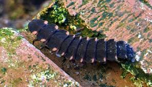 Attēlu rezultāti vaicājumam “Lampyris noctiluca larva”