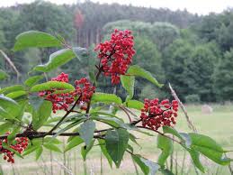 Attēlu rezultāti vaicājumam “Sambucus racemosa fruit”