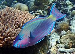 Image result for Scarus zelindae