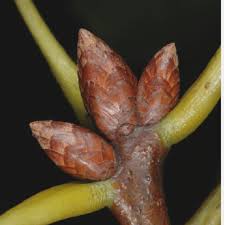 Attēlu rezultāti vaicājumam “Quercus rubra bud”