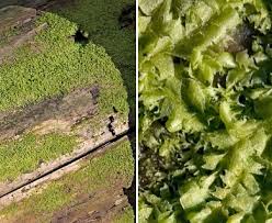 Attēlu rezultāti vaicājumam “Cephalozia bicuspidata”