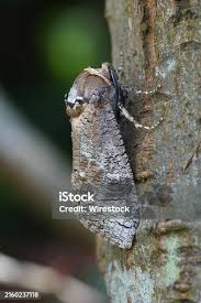 Attēlu rezultāti vaicājumam “Cossus cossus imago”