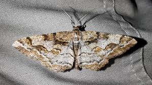 Attēlu rezultāti vaicājumam “Alcis repandata”