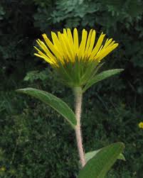 Image result for Inula hirta