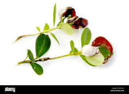 Attēlu rezultāti vaicājumam “Exobasidium vaccinii”