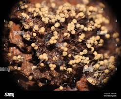 Attēlu rezultāti vaicājumam “Cribraria tenella macro”