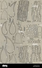 Attēlu rezultāti vaicājumam “Sphagnum subsecundum”