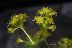 Attēlu rezultāti vaicājumam “Alchemilla subcrenata”