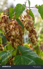 Attēlu rezultāti vaicājumam “Humulus lupulus”