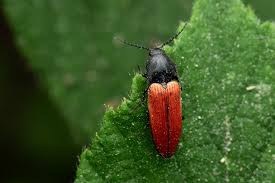 Attēlu rezultāti vaicājumam “Ampedus sp.”