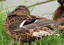 Attēlu rezultāti vaicājumam “Anas platyrhynchos”