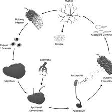 Attēlu rezultāti vaicājumam “Myriosclerotinia scirpicola”