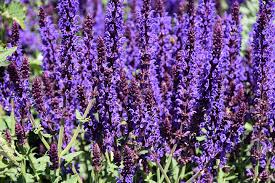 Image result for Salvia nemorosa