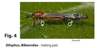 Attēlu rezultāti vaicājumam “Bibionidae female”