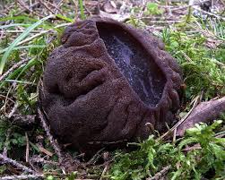 Attēlu rezultāti vaicājumam “Sarcosoma globosum”