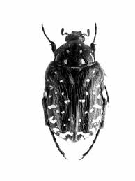 Attēlu rezultāti vaicājumam “Oxythyrea funesta imago”