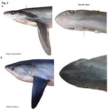 Image result for Alopias superciliosus