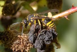 Attēlu rezultāti vaicājumam “Ancistrocerus sp. male”