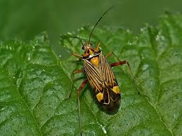 Attēlu rezultāti vaicājumam “Rhabdomiris striatellus imago”