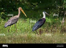 Attēlu rezultāti vaicājumam “Ciconia ciconia juvenile”