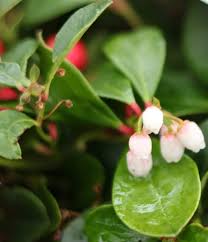 Attēlu rezultāti vaicājumam “Gaultheria cuneata”