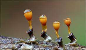 Attēlu rezultāti vaicājumam “Craterium minutum macro”