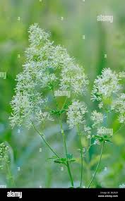 Attēlu rezultāti vaicājumam “Thalictrum flavum leaf”
