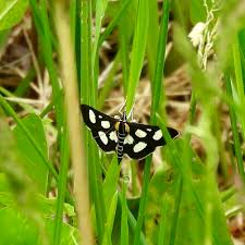 Attēlu rezultāti vaicājumam “Anania funebris”