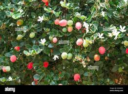 Attēlu rezultāti vaicājumam “Crataegus x macrocarpa fruit”