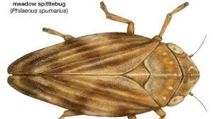 Attēlu rezultāti vaicājumam “Aphrophora nymph”