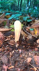 Attēlu rezultāti vaicājumam “Clavariadelphus pistillaris”