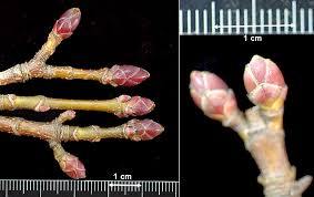 Attēlu rezultāti vaicājumam “Acer saccharinum bud”