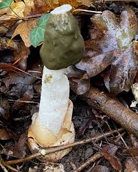 Attēlu rezultāti vaicājumam “Phallus impudicus”