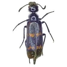 Attēlu rezultāti vaicājumam “Meloidae”