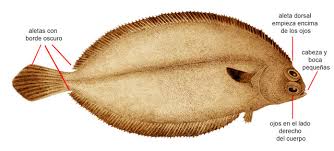 Image result for Glyptocephalus cynoglossus