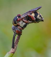 Attēlu rezultāti vaicājumam “Eulithis pyraliata”