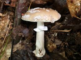 Attēlu rezultāti vaicājumam “Amanita excelsa”