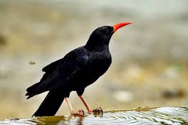 Image result for Pyrrhocorax pyrrhocorax