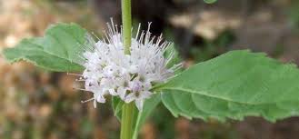 Attēlu rezultāti vaicājumam “Mentha arvensis flower”