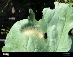 Attēlu rezultāti vaicājumam “Spilosoma lutea larva”