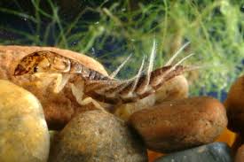 Attēlu rezultāti vaicājumam “Raphidioptera imago”