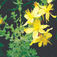 Image result for Hypericum perforatum