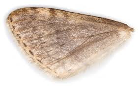 Attēlu rezultāti vaicājumam “Hydrelia sylvata”