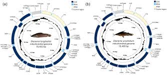 Attēlu rezultāti vaicājumam “Diderma cinereum macro”