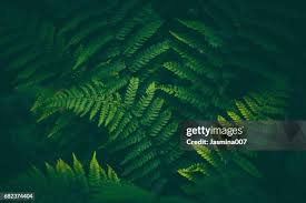 Attēlu rezultāti vaicājumam “Pteropsida”