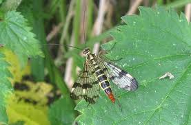 Attēlu rezultāti vaicājumam “Panorpa communis”