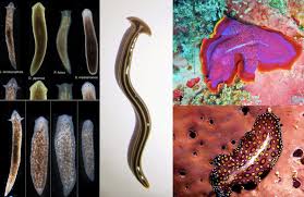 Attēlu rezultāti vaicājumam “Plathelminthes”