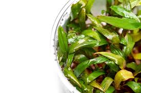 Attēlu rezultāti vaicājumam “Cryptocala chardinyi”